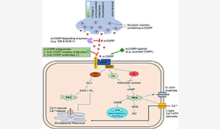 偏頭痛治療首選靶點(diǎn)——CGRP與藥篩細胞模型